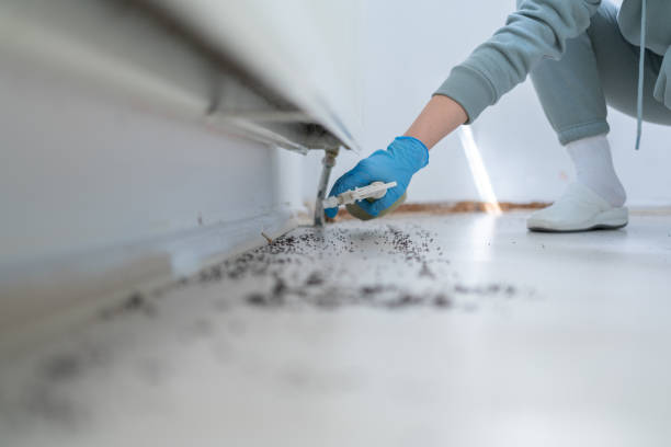 Wasp Removal Services in Barton, NM